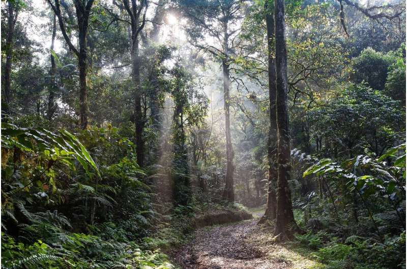 El impacto de la microbiota del suelo en la mitigación de los gases de efecto invernadero en los bosques tropicales