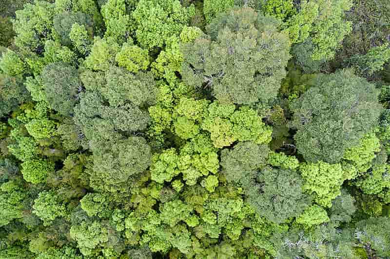 Bosques del sur de Chile y sus suelos: campeones mundiales en almacenamiento de carbono