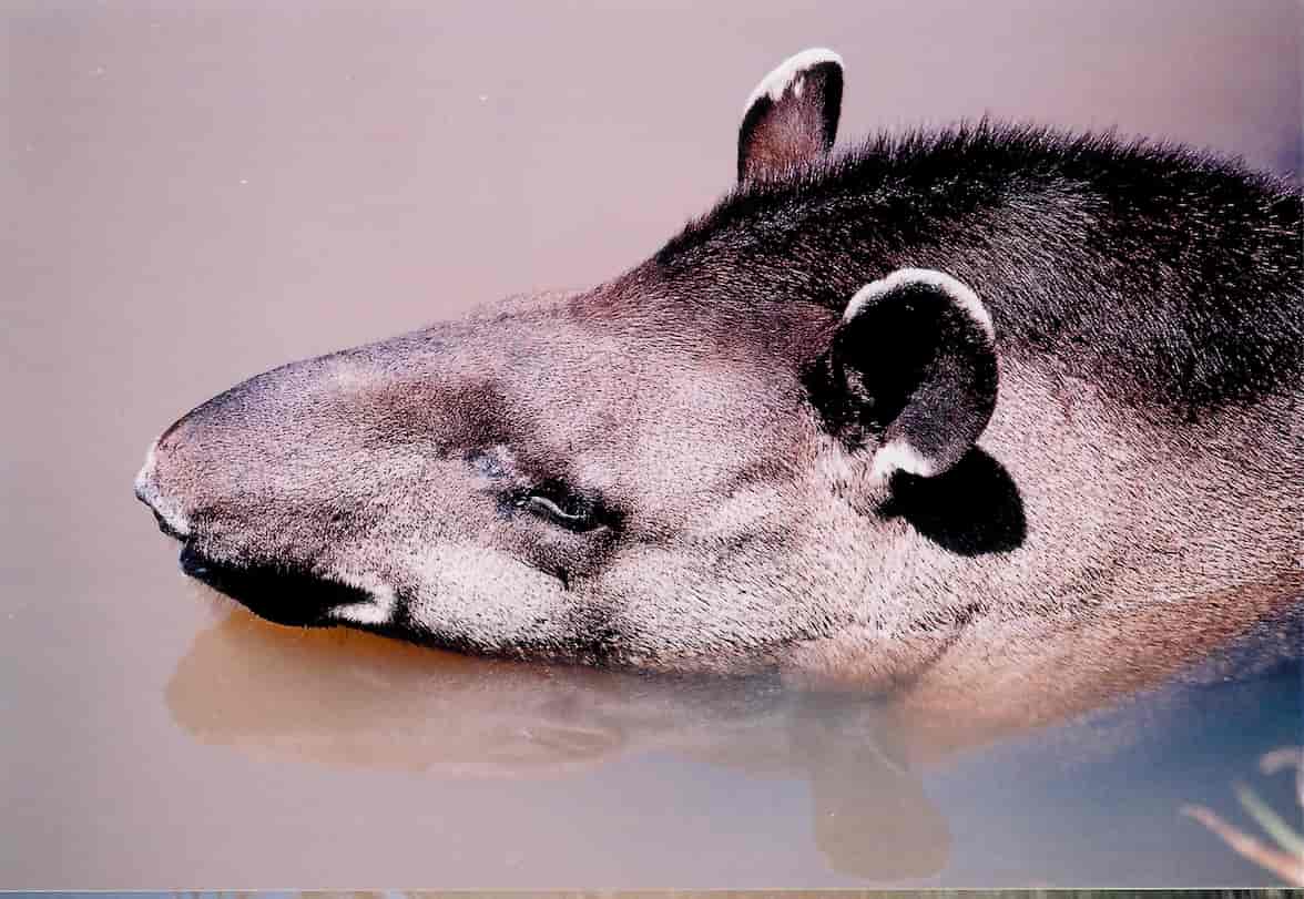 La supervivencia del tapir de tierras bajas está seriamente amenazada