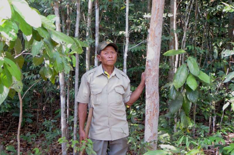 La conservación y restauración coordinadas resultan críticas para salvar los árboles nativos amenazados de Asia