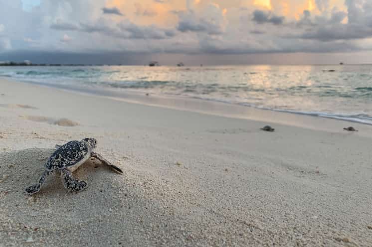 Establecer nuevas poblaciones de tortuga marina ante la crisis de biodiversidad