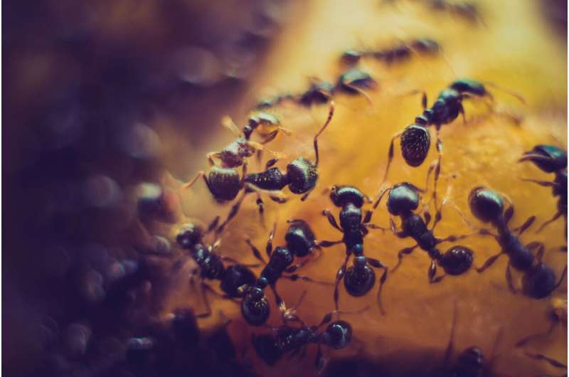 La naturaleza social de las hormigas brinda protección contra el cambio climático