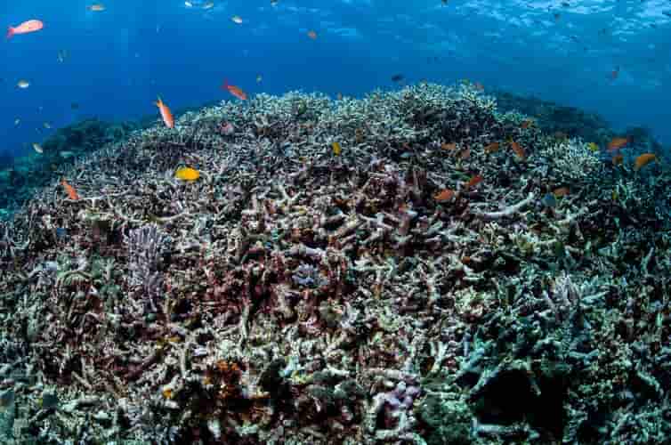 Informe IPCC: Restaurar y conservar los océanos es insuficiente si no frenamos el cambio climático
