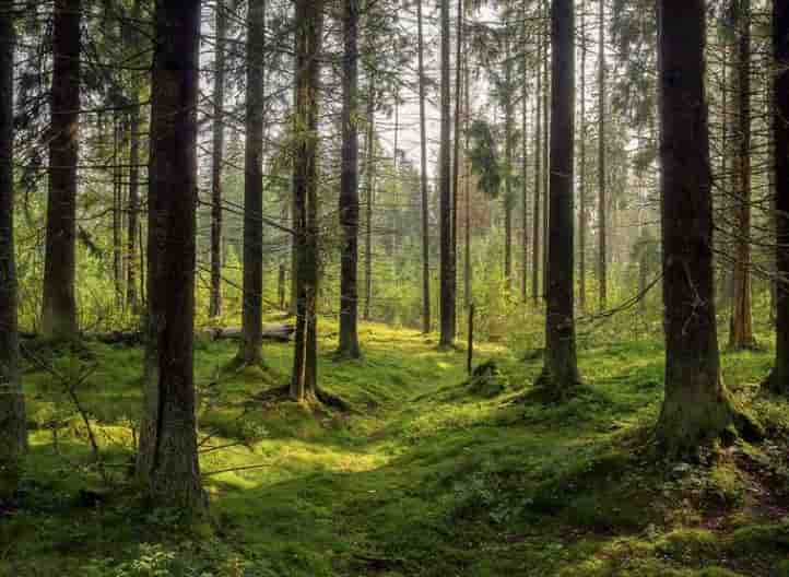 ¿Qué les espera a las especies de árboles de Europa?