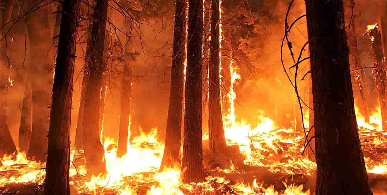 Reforestaciones planificadas contra los incendios