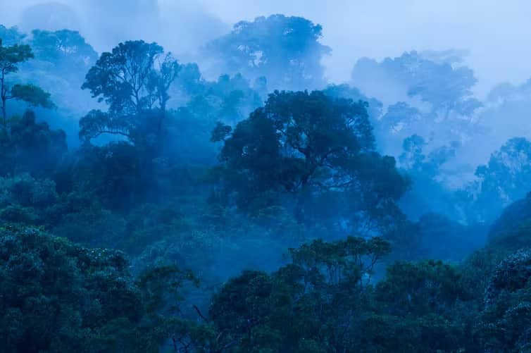 Estudiar el potencial de los bosques tropicales para mitigar del cambio climático, un trabajo tan esencial como precario