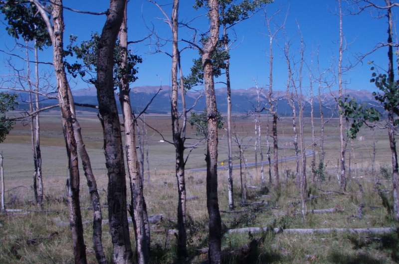 El cambio climático aumenta los riesgos de muerte de los árboles