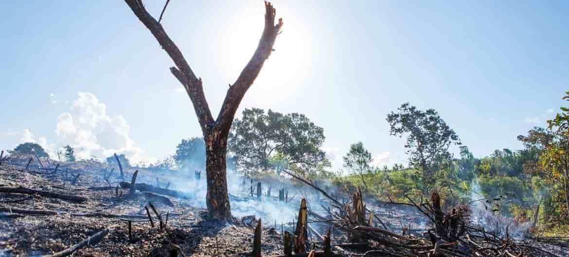 Disminuye el ritmo deforestación en el siglo XXI, pero los bosques tropicales siguen bajo amenaza