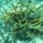 El vivero junto al mar de los investigadores proporciona hogar a miles de corales en riesgo