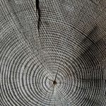 Almacenamiento de carbono en productos de madera recolectada
