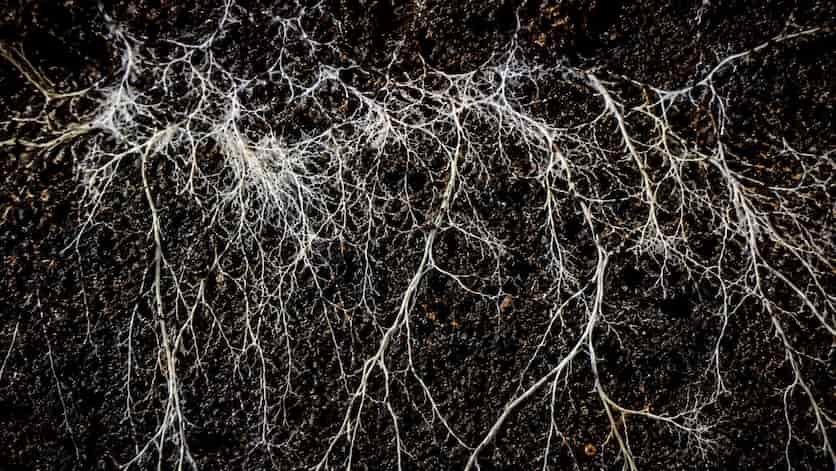 El gigantesco reino de hongos bajo la Tierra ya tiene mapa global
