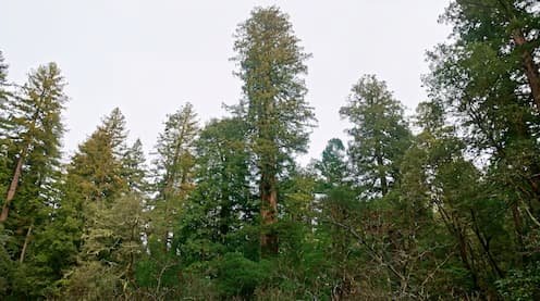 Hyperion, el árbol más alto del planeta y símbolo de los bosques antiguos