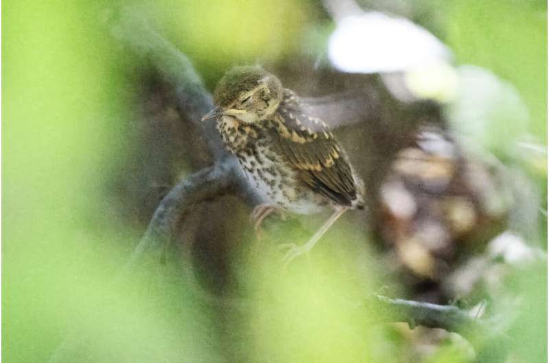 Calor extremo golpea a aves, peces y fauna silvestre