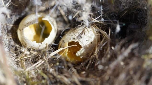 Detectan DDT en huevos de aves silvestres de Andalucía