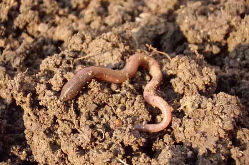 Microplásticos ingeridos por lombrices no salen del tracto digestivo