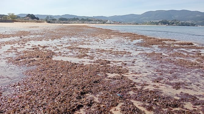 Mareas de macroalgas, una amenaza creciente con graves consecuencias para el medio ambiente y la economía