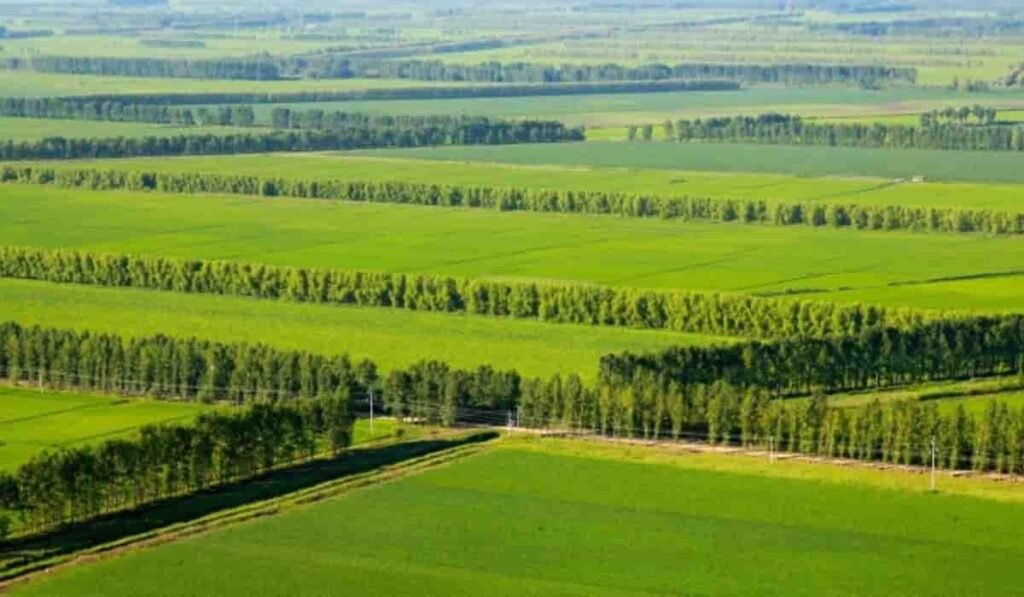 China levanta una muralla verde contra el Gobi