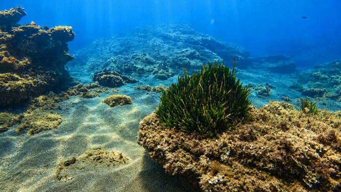 El calentamiento del mar acorrala a la posidonia, pulmón del Mediterráneo