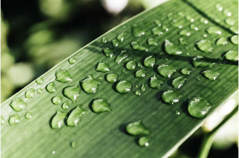 Las tormentas solares pueden debilitar lluvias y nevadas en Norteamérica