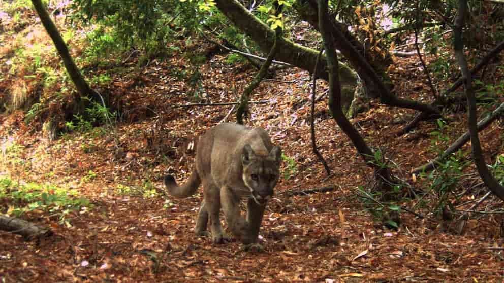 Pumas reactivan funciones ecológicas en una reserva suburbana de California