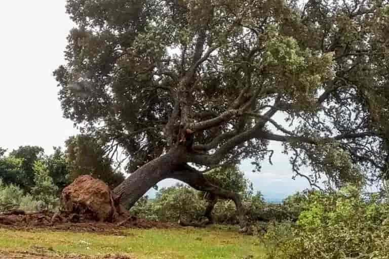 La tala de un encinar en Valencia abre una polémica por una planta solar en zona protegida