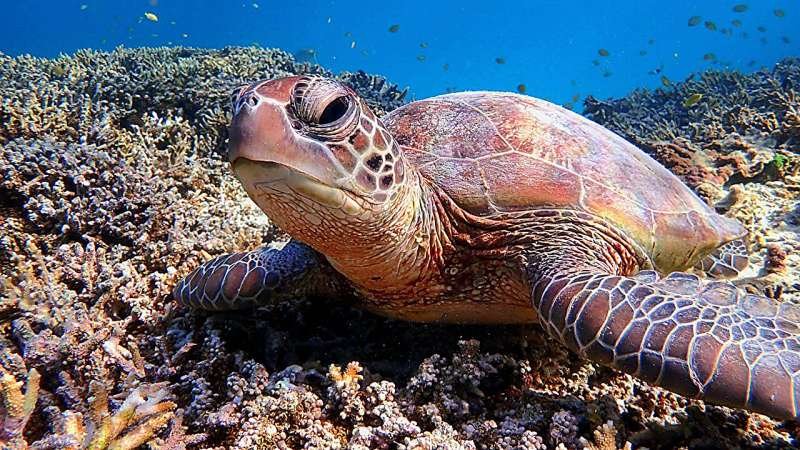 Tortugas marinas migran guiadas por el campo magnético terrestre
