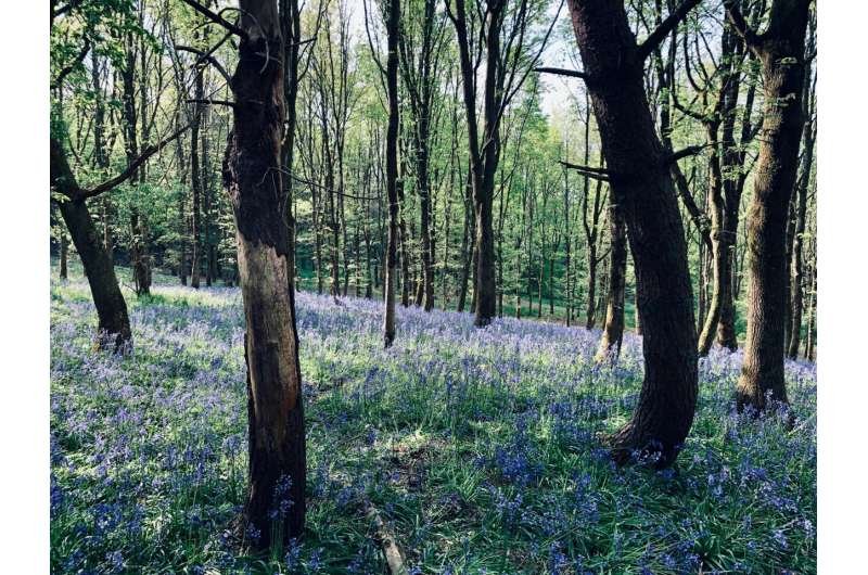 El mundo se aleja de sus metas forestales
