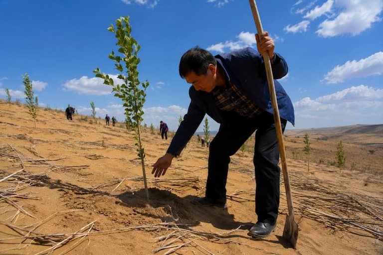 La Gran Muralla Verde de China logra contener el avance del desierto