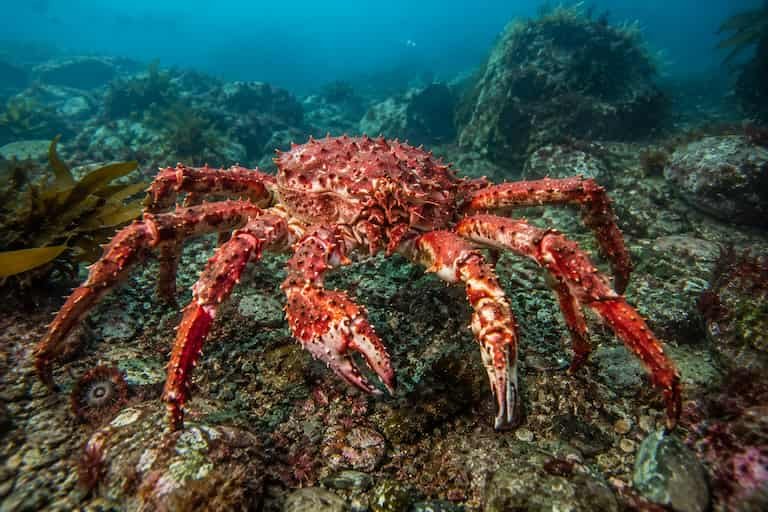 La invasión del cangrejo real rojo transforma el Ártico europeo