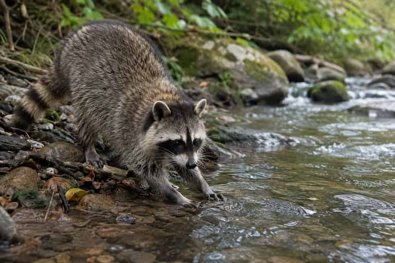 Mapaches invasores dispersan una bacteria peligrosa en ríos de Japón