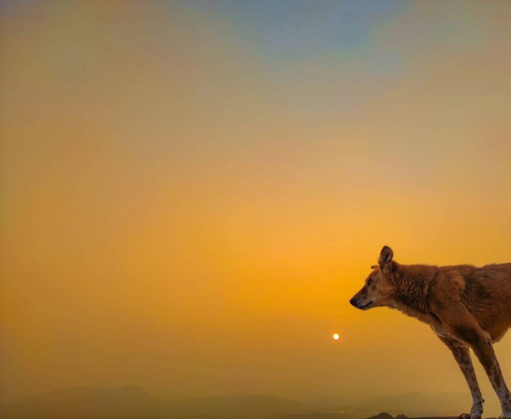 Qué les ocurre a los animales durante un eclipse solar