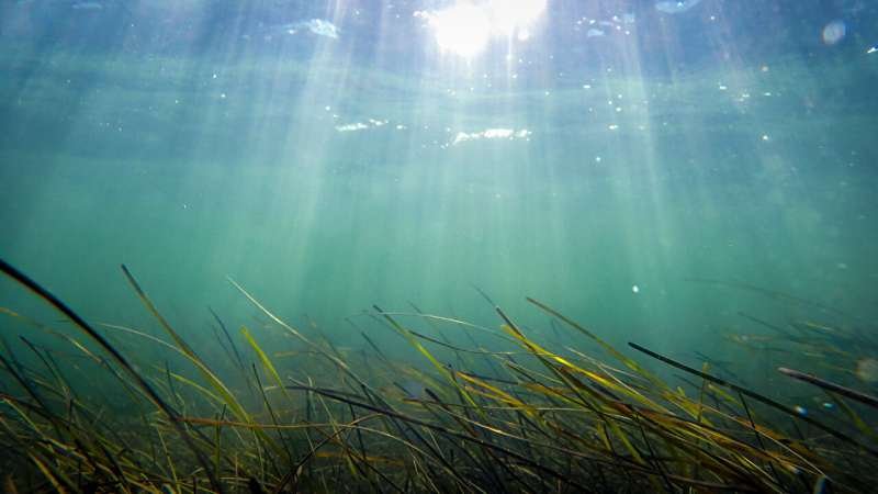 El calor marino dura más y somete a los ecosistemas a mayor estrés