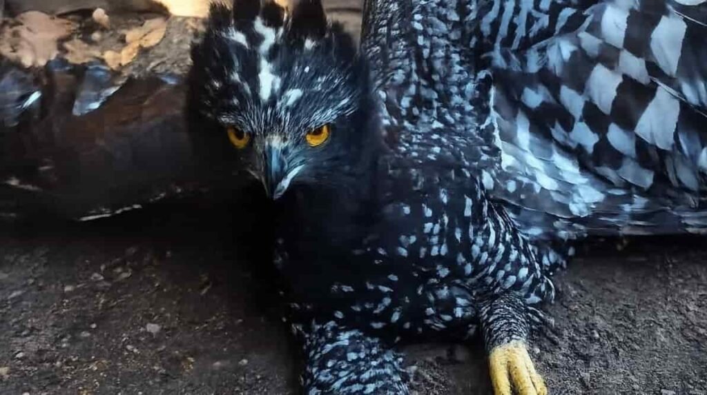 México registra por primera vez al águila tirana en la Sierra Gorda