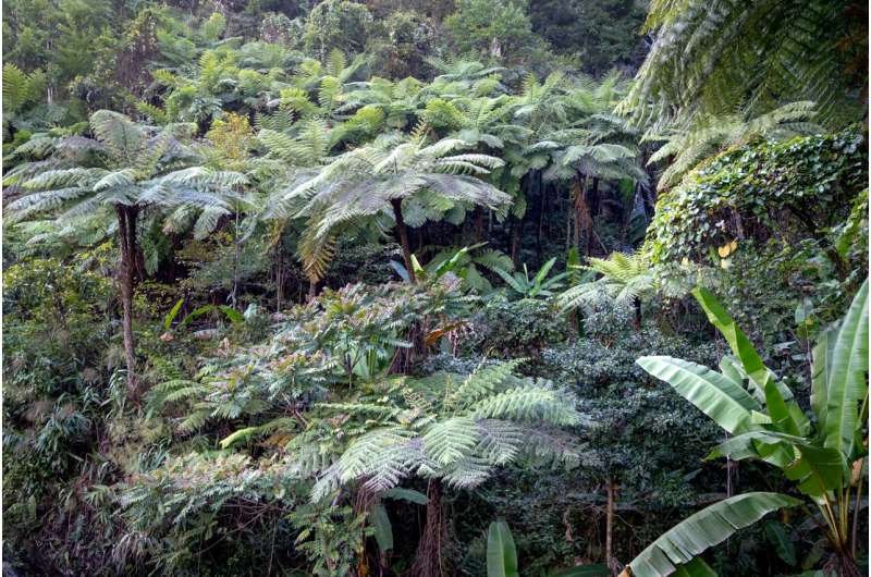 El calor cambia las defensas químicas de los árboles amazónicos y puede alterar la atmósfera