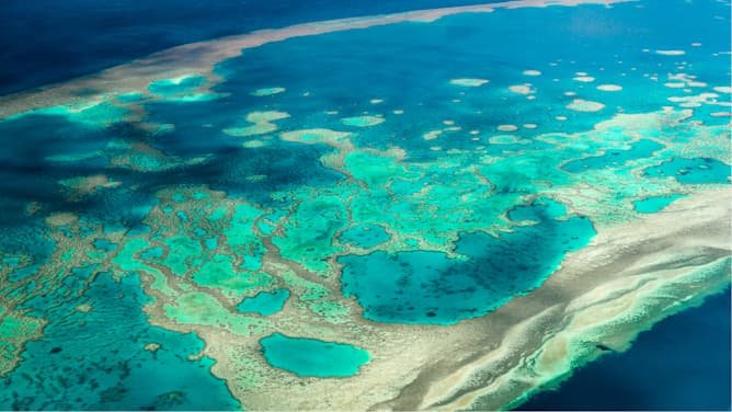 Los arrecifes de coral parecen distintos alrededor del mundo pero siguen las mismas reglas matemáticas