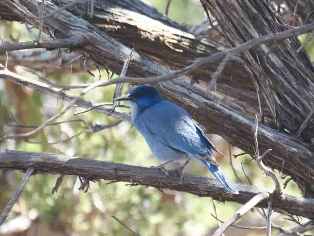 Más de 400 especies siguen sin protección en Estados Unidos
