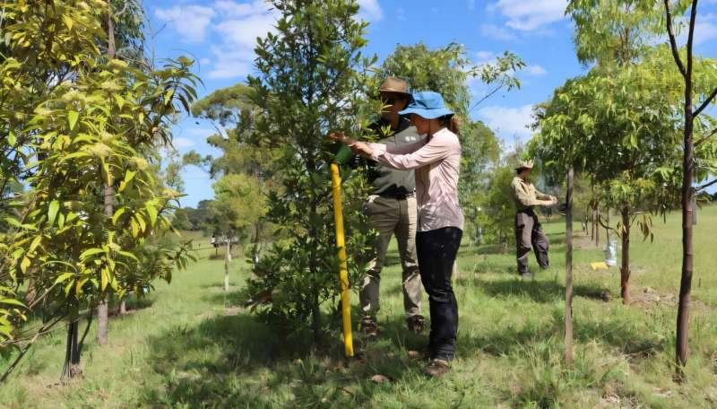 Agua reciclada y árboles urbanos contra el calor de El Niño