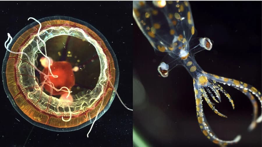Expedición frente a Brasil identifica 31 nuevas especies marinas