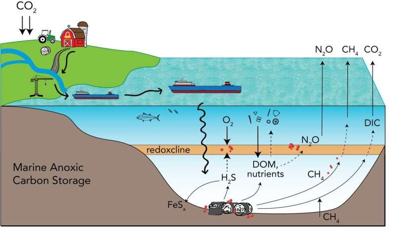 Evalúan almacenar biomasa en cuencas marinas sin oxígeno
