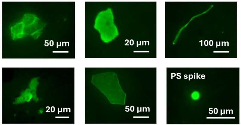 Nanoplásticos aparecen por primera vez en suelos antárticos