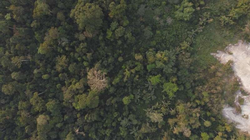 La degradación de bosques tropicales provoca grandes pérdidas de carbono