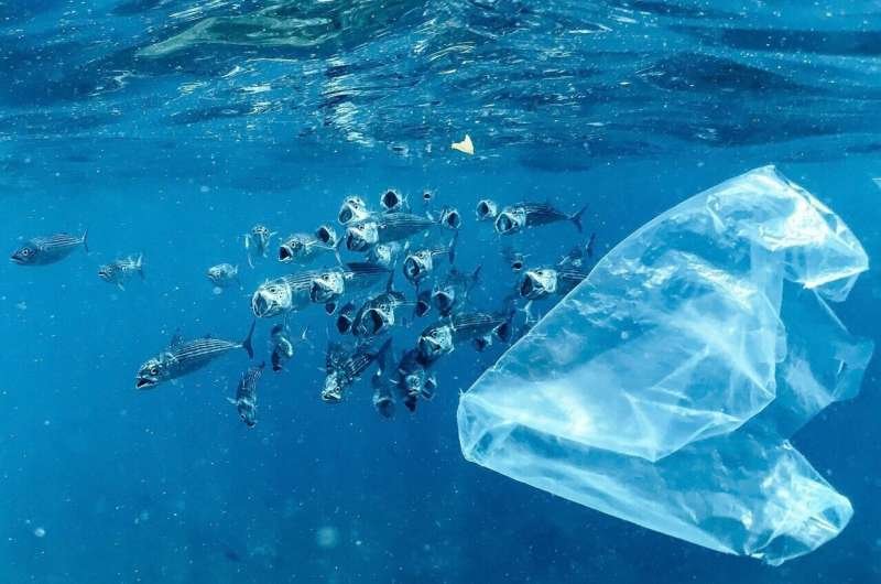 Microplásticos llegan a ecosistemas situados a 2.000 metros bajo el océano