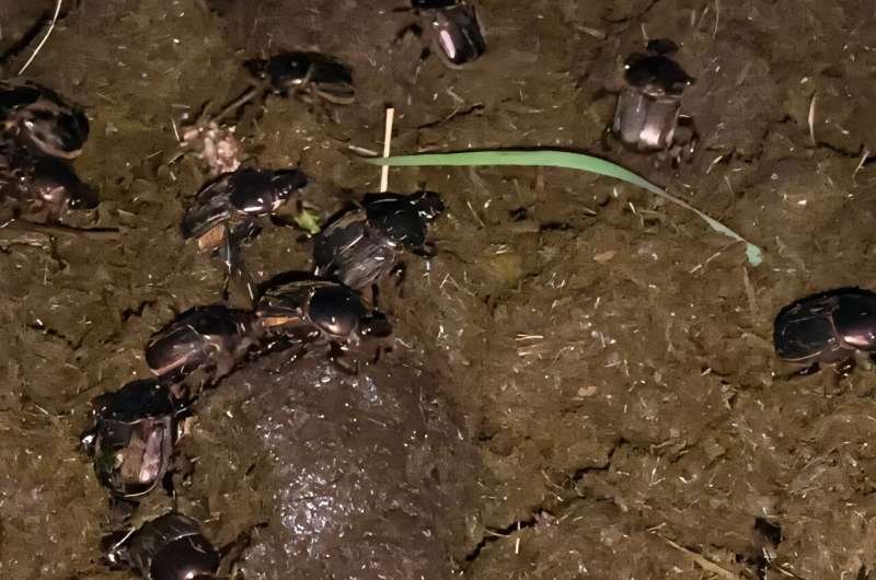 Escarabajos estercoleros reducen un 85 % el metano del estiércol bovino