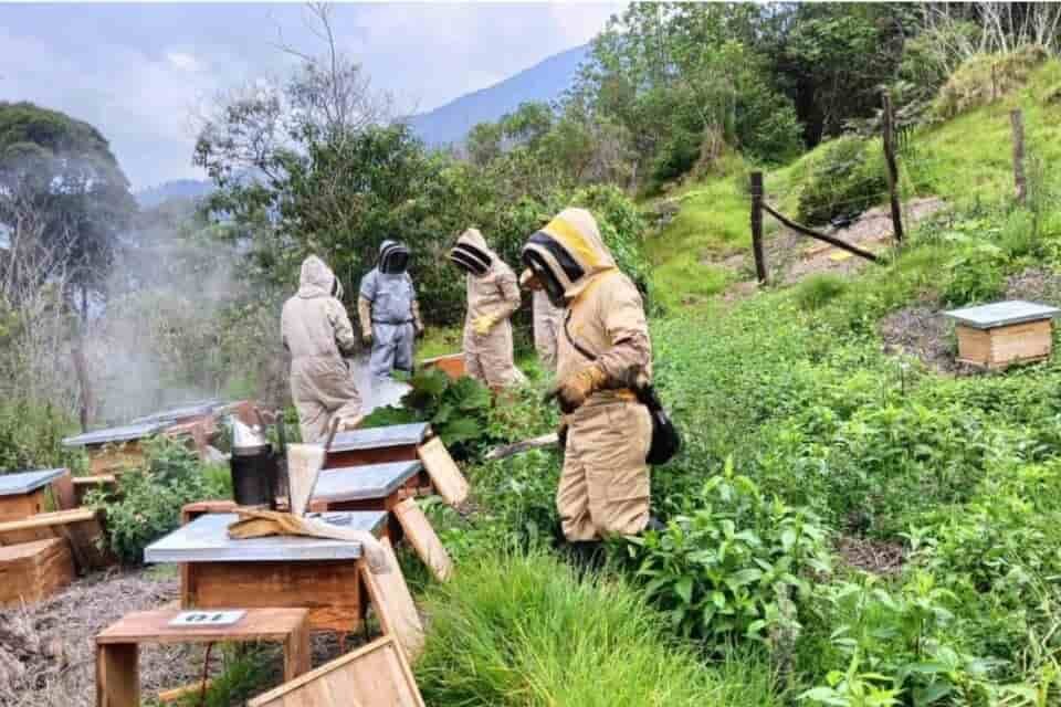 Colombia unió abejas y árboles para restaurar 577 hectáreas