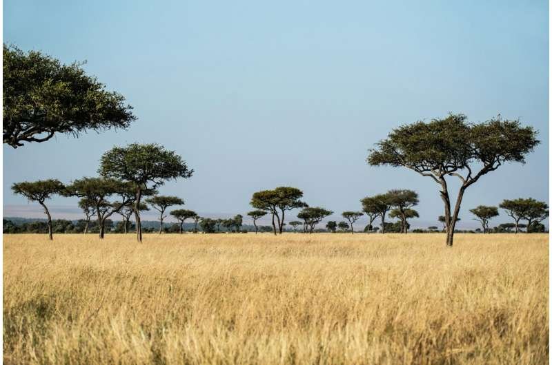 El CO₂ acelera el crecimiento de los pastos en las sabanas africanas