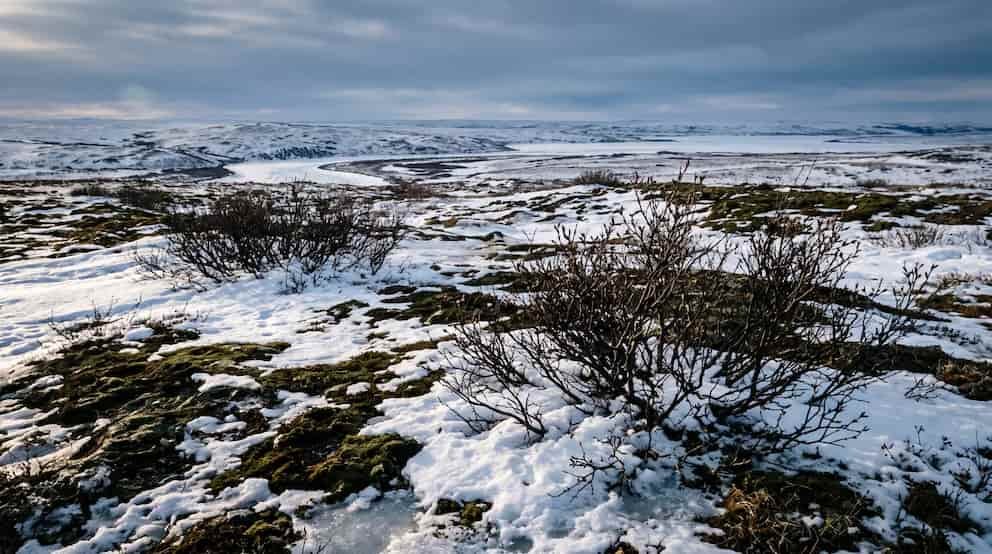 La tundra ártica de Estados Unidos se vuelve más verde