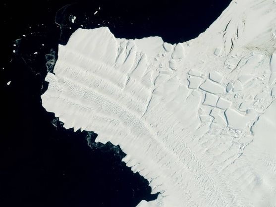 El hielo marino cambia la dieta de los pingüinos de Adelia