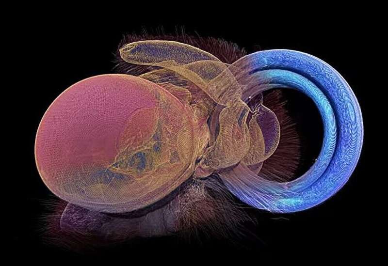 Una tecnología inspirada en mariposas permite vigilar el aire sin electricidad
