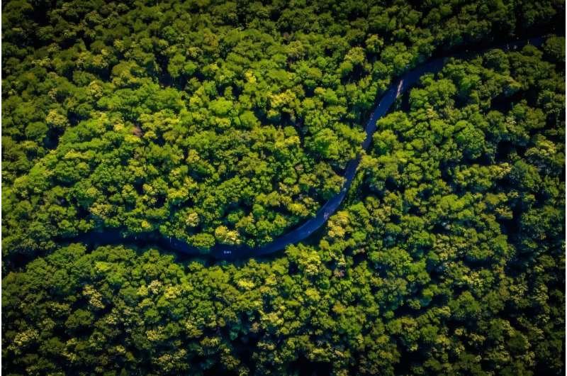Los satélites pueden medir la resiliencia de los bosques