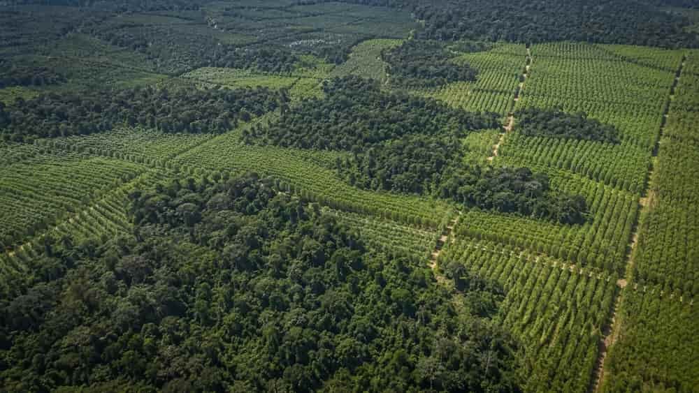 China gana árboles, pero sus bosques naturales se fragmentan